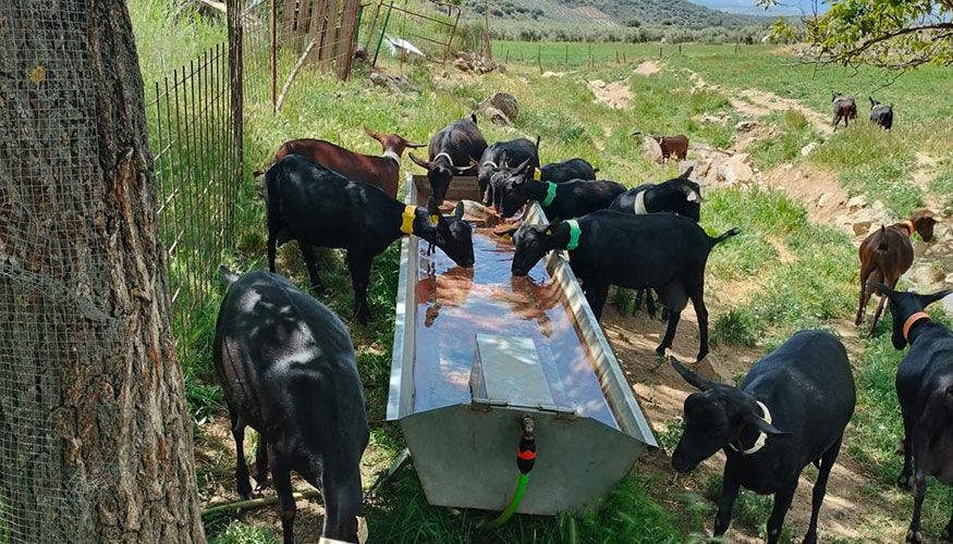 Cabras de raza Murciano-Granadina, en unos comederos de una explotaci�n extensiva