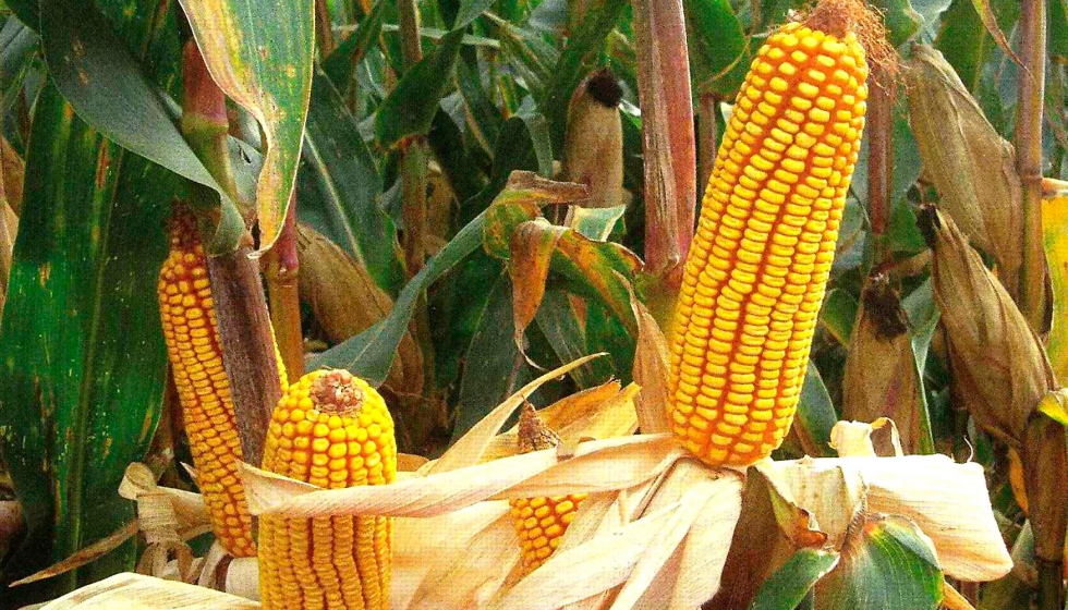 La aplicaci�n de fitosanitarios mediante dron puede reducir de manera considerable los costes de producci�n