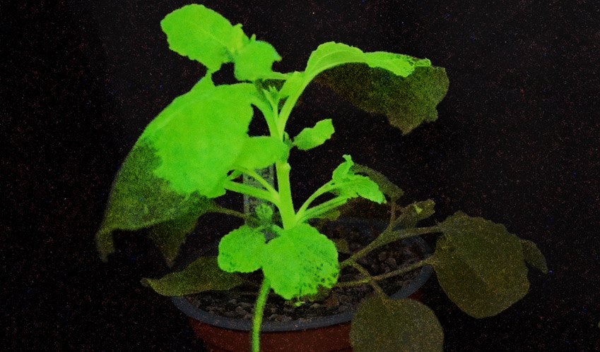Planta utilizada en el estudio iluminada de color verde, lo que indica la presencia de un virus. / IBMCP