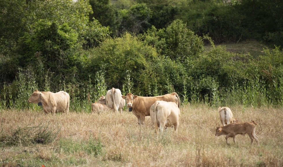 Vacuno pirenaico en Echag�e. Foto: Gobierno de Navarra