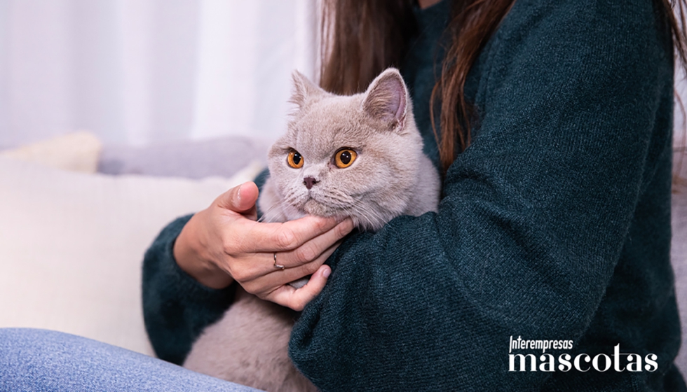 Estr�s, ansiedad y cambios de comportamiento son algunos de los efectos m�s habituales en los felinos ante los cambios de rutina...