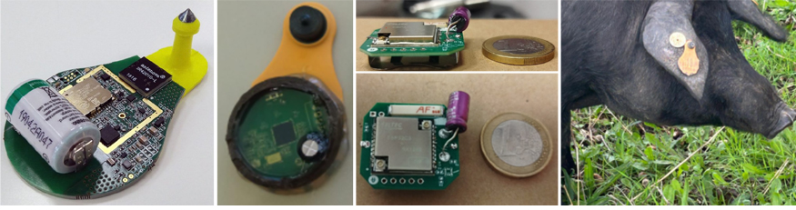 Figura 2. Miniaturizaci�n progresiva del prototipo del nodo LoRAWAN y su integraci�n en un crotal de porcino