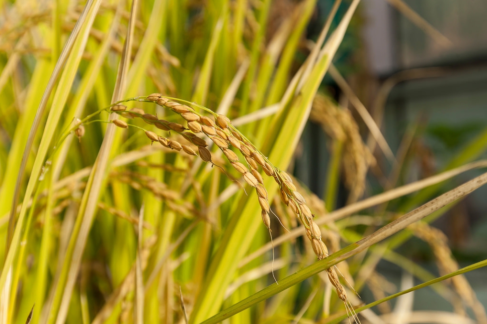 Cultivo de arroz