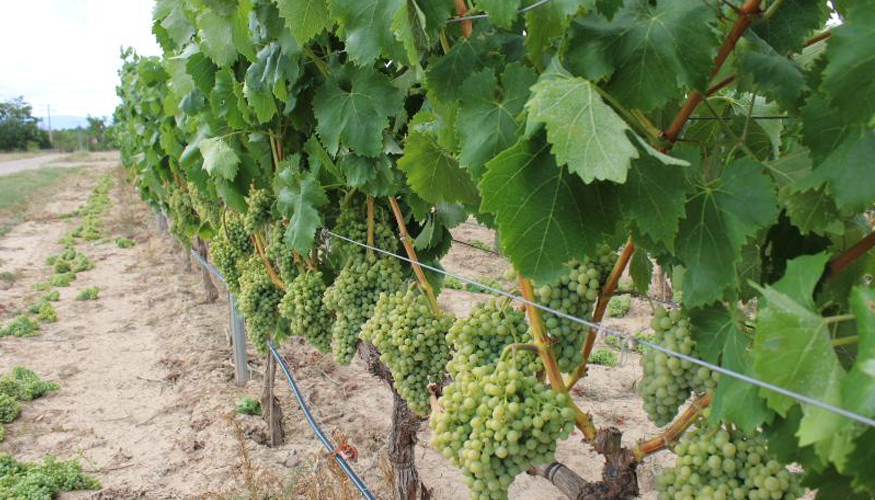 En la campa�a 2026 llegar�n a La Rioja 2,3 millones de los fondos FEAGA para la retirada de cerca de 6...