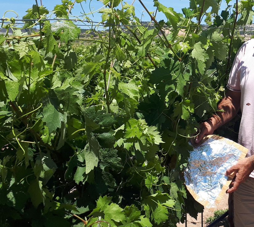 Hoja embolsada previamente para medida de potencial h�drico