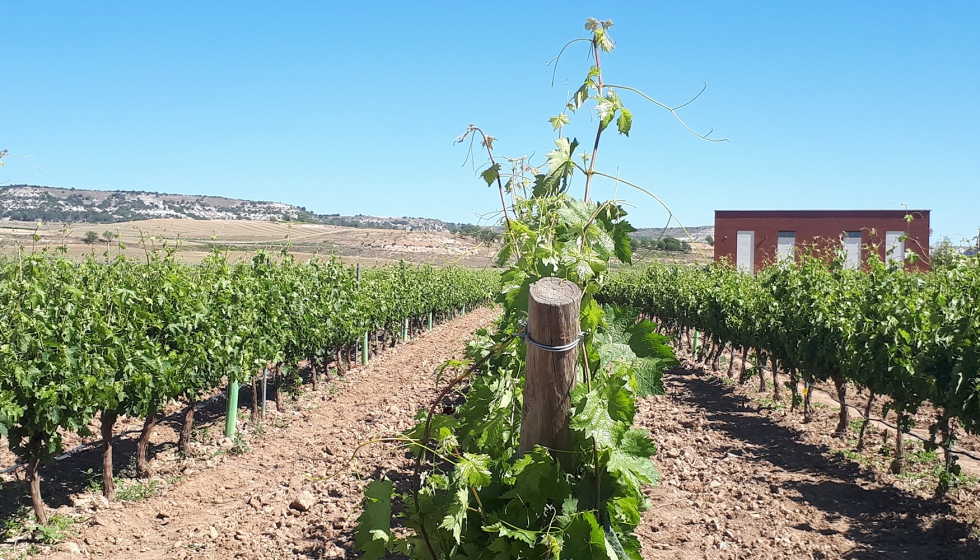 Desarrollo del canopy con riego deficitario en verano