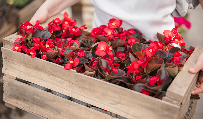 La exportaci�n espa�ola de flor y planta viva creci� un 8,5% hasta abril...