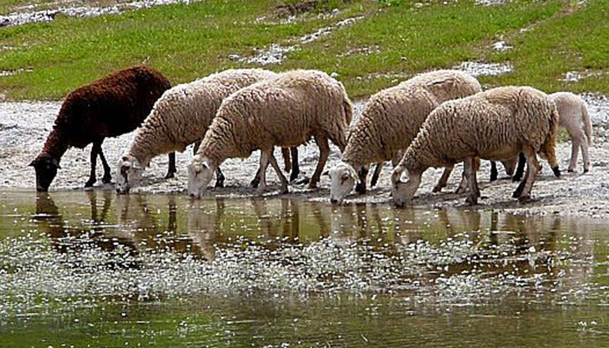 Ovejas abrevando en el campo