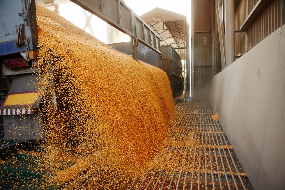 Descarga de ma�z en un silo en Ucrania