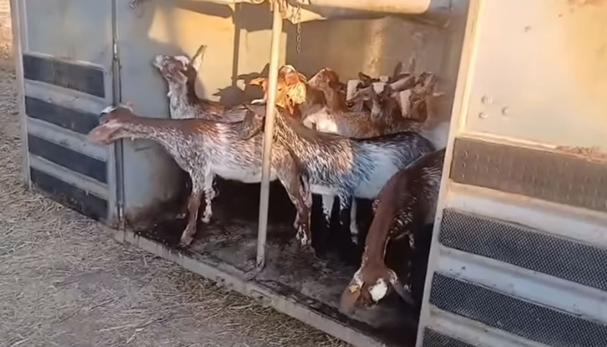 Animales de la exportaci�n de raza Florida