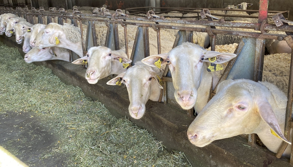 Ejemplares de la raza ovina Lacaune