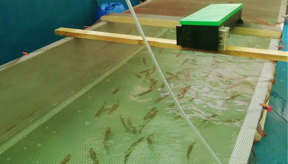 Lisas en un tanque de agua