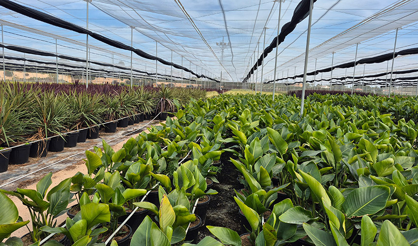 La creciente producci�n de plantas verdes y arbustivas impulsa el desarrollo de sustratos espec�ficos capaces de mejorar la aireaci�n...