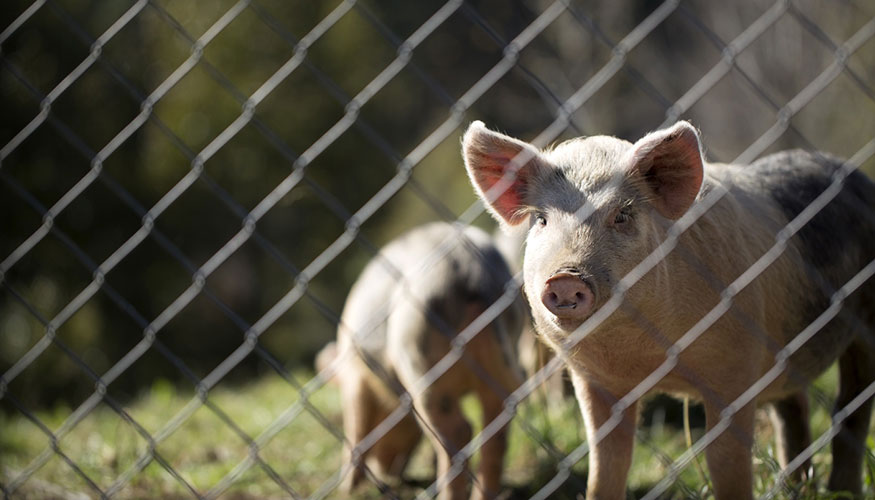 Ejemplares de la especie porcina