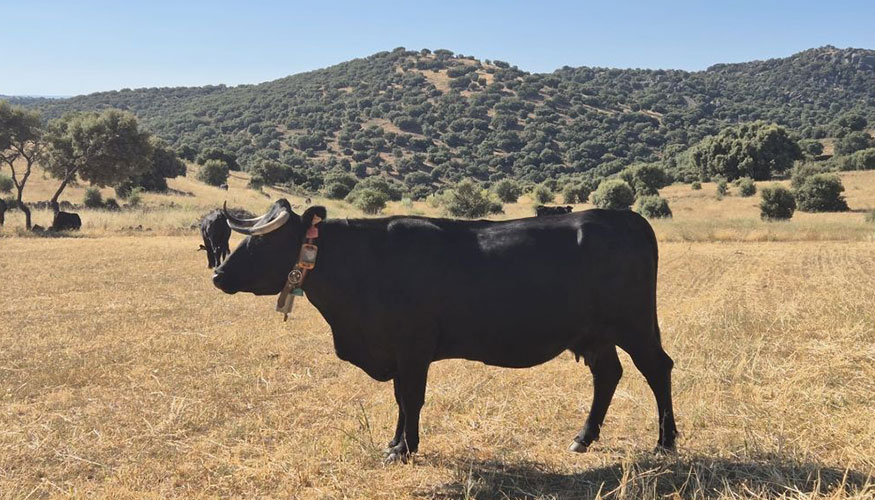 Ejemplar de raza Avile�a-Negra Ib�rica de una de las ganader�as participantes en el proyecto Smartfarmrani