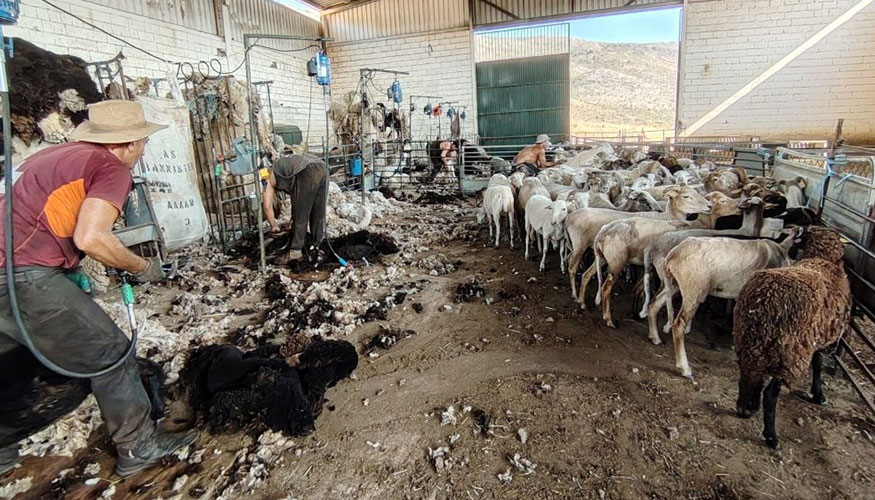 Esquila en una granja de la raza ovina Loje�a