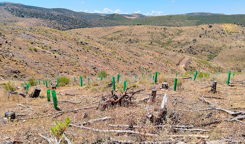 La restauraci�n forestal del proyecto Los Solanos prev� la plantaci�n de 80...
