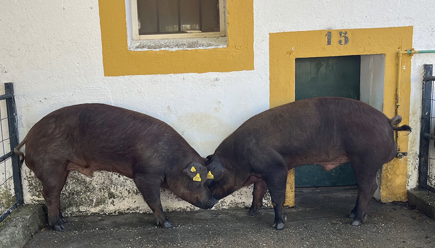 Sementales de raza Duroc