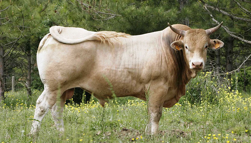 Ejemplar de la raza Pirenaica