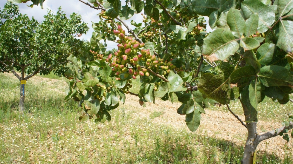 Cultivo de pistacho