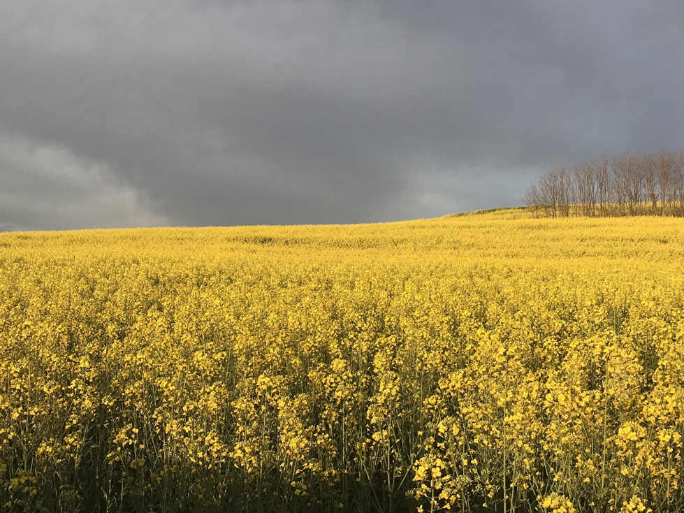 Campo de colza en floraci�n