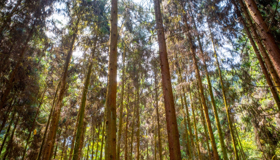 La sostenibilidad de los materiales y la gesti�n responsable de los recursos forestales refuerzan la confianza de los consumidores en los envases de...