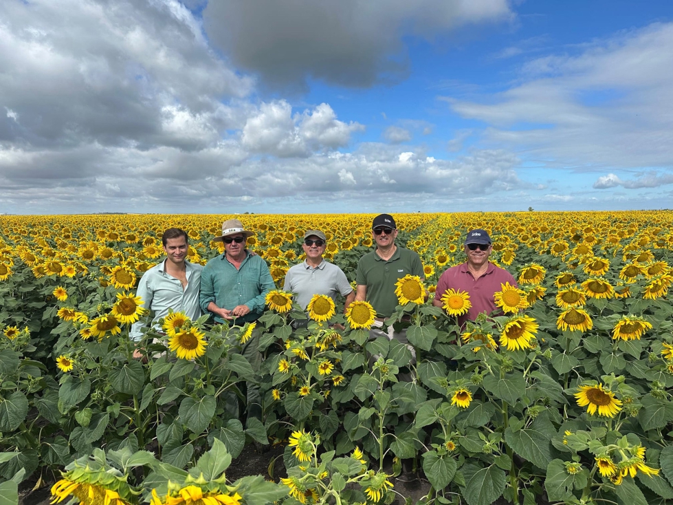 �Actualmente el precio de las oleaginosas -girasol y colza- son muy competitivos para que le sea al agricultor muy rentable la siembra de estas...