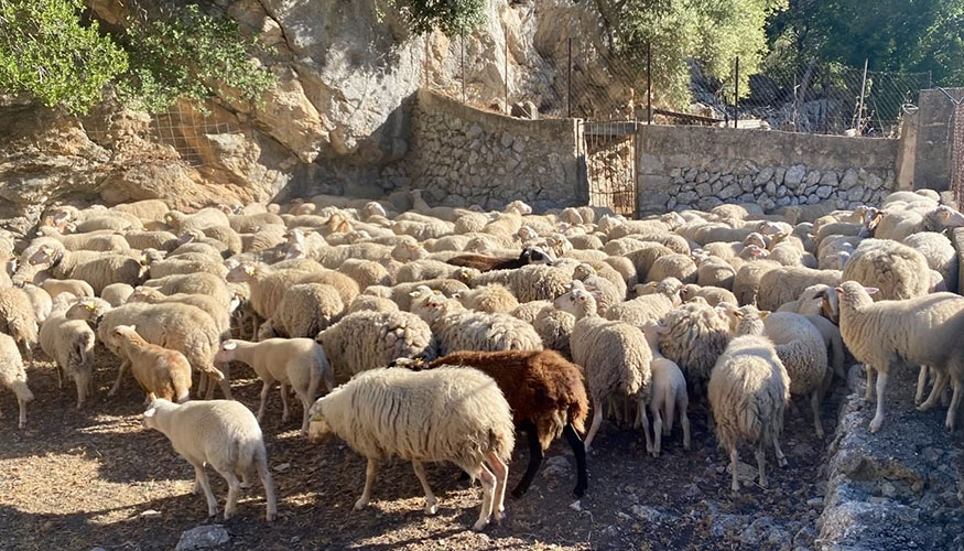 Reba�o ovino en Baleares
