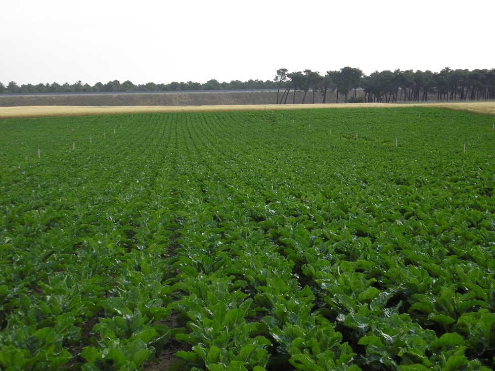 Cultivo de remolacha azucarera