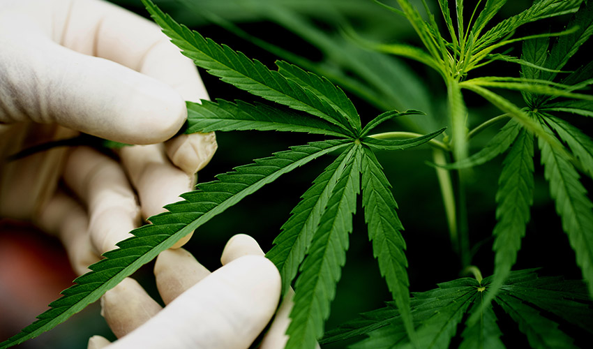 Espa�a cuenta con una industria del cannabis medicinal especializada en I+D, gen�tica y producci�n para exportaci�n...