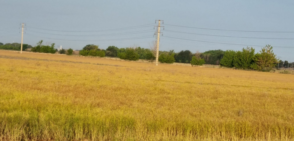Figura 1. Plantas de camelina en la �poca de secado antes de la recolecci�n