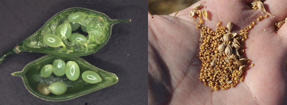 Figura 2. Vainas de camelina y semillas secas