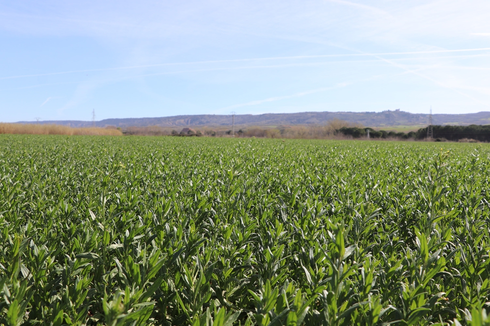 Cultivo de camelina