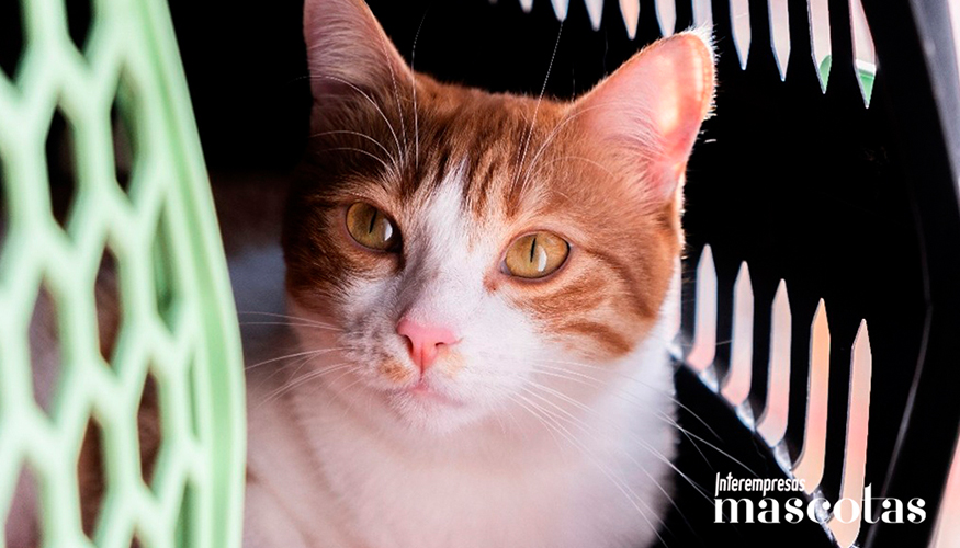 Un 56% de los espa�oles opta por dejar a su gato en casa al cuidado de un tercero durante las vacaciones, la opci�n m�s recomendada por los expertos...