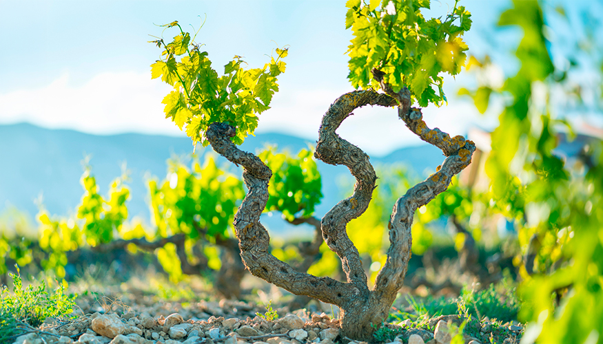 Impulso a la recuperaci�n de variedades de vid en Rioja Alavesa como eje estrat�gico de resiliencia y biodiversidad