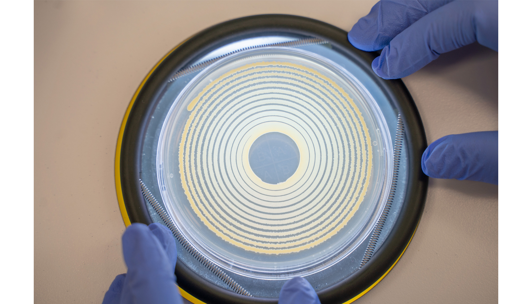 La evaluaci�n del crecimiento microbiano forma parte de los ensayos realizados en el proyecto para validar el comportamiento de los ingredientes...