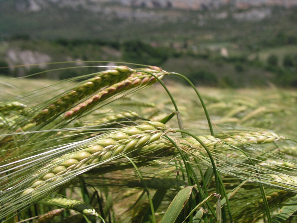 El rendimiento medio en cebada baja de 2.950 a 2.392 kilos por hect�rea en la cosecha reci�n finalizada