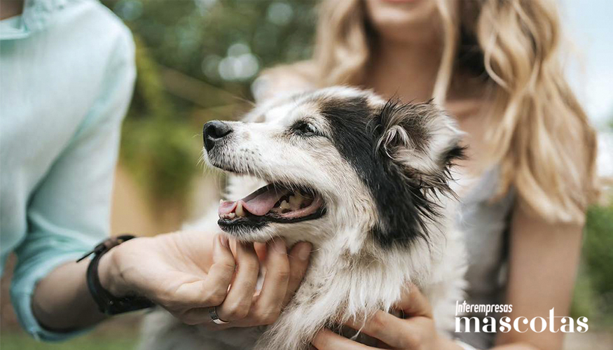 Cada 21 de julio se celebra el D�a Mundial del Perro...
