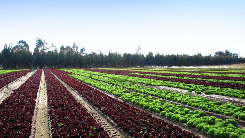 Campo Vitacress