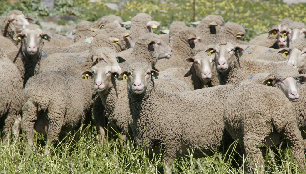 Ejemplares de raza Merina