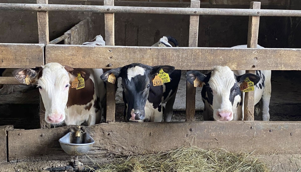 Ejemplares de raza Frisona en una granja de Cantabria