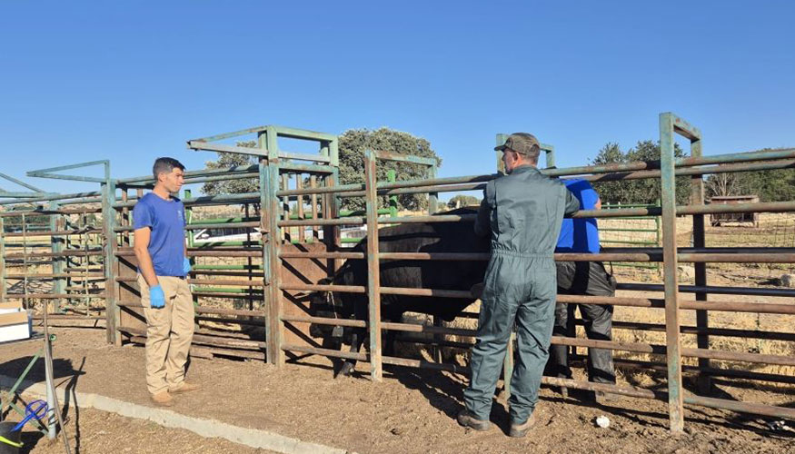 Realizaci�n de un control de gestaci�n de novillas inseminadas del proyecto Smartfarmrani