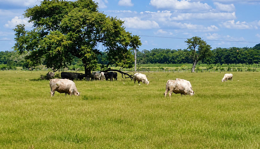 Vacas en una zona de pasto