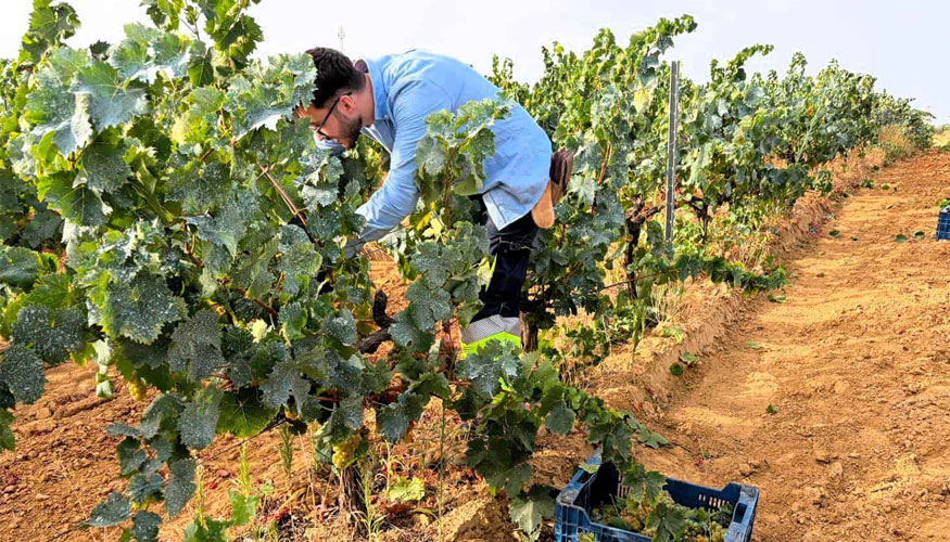 La campa�a de vendimia 2026 ha comenzado oficialmente con la recolecci�n de la Moscatel de Grano Menudo...