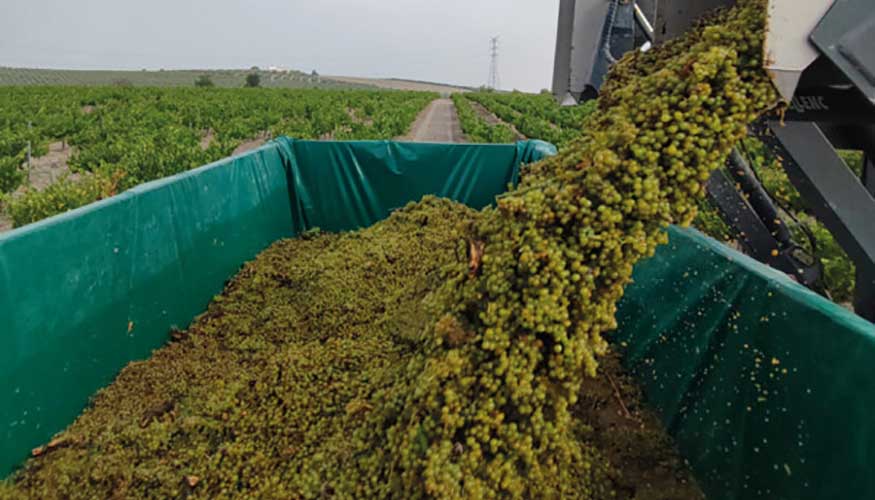 Comienza la Vendimia 2026 en la DOP Montilla-Moriles con buenas perspectivas y una excelente calidad de la uva