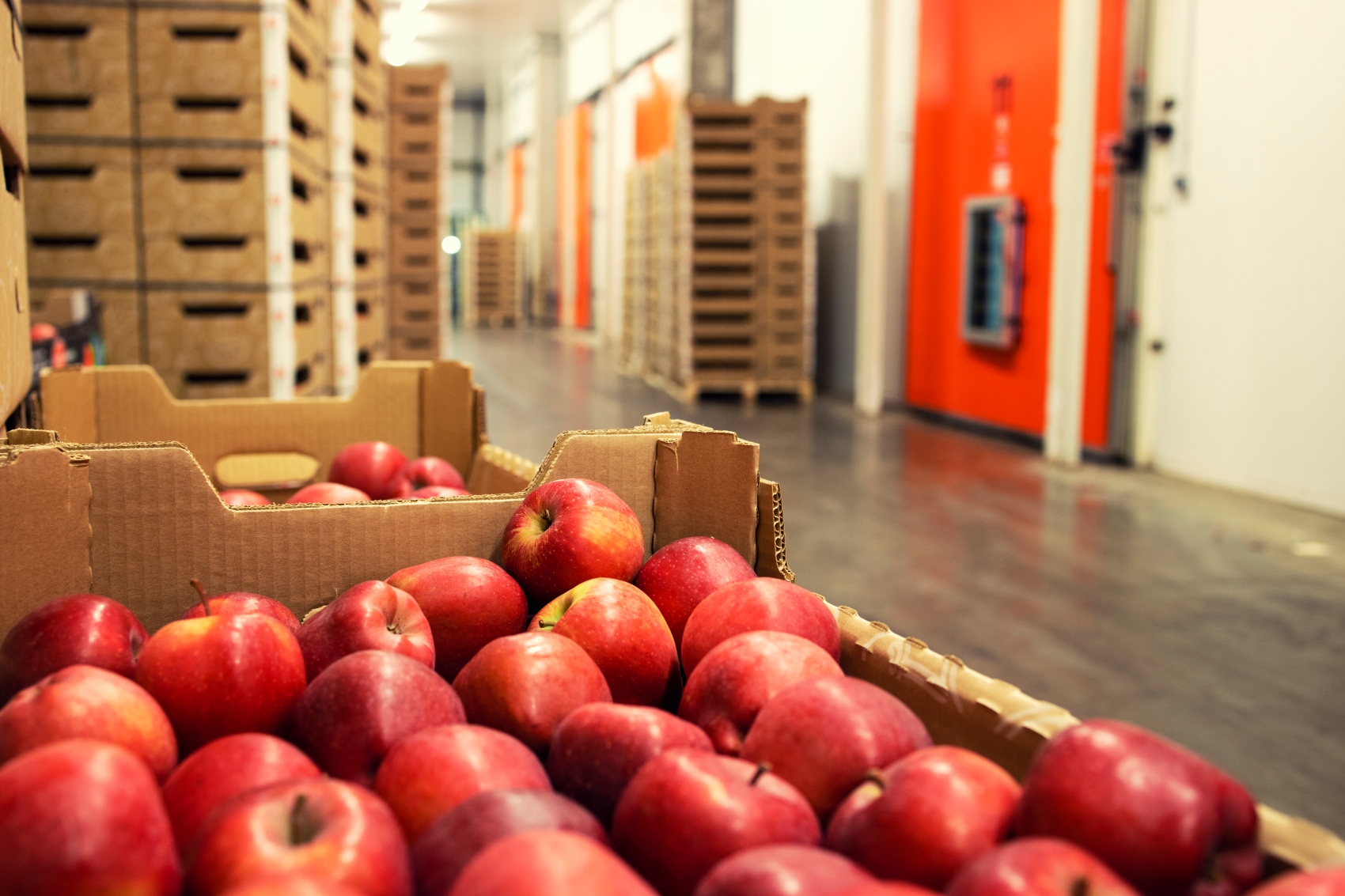 La producci�n de manzana en Espa�a ha superado las 500.000 toneladas en el curso 2025/2026, un 8% menos que el a�o anterior...