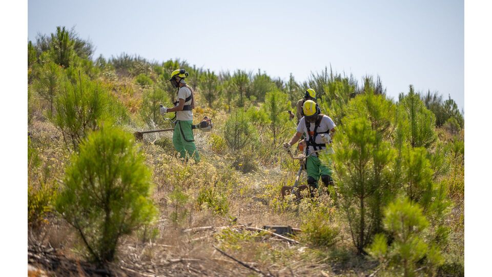 Gest�o florestal, Centro Pinus