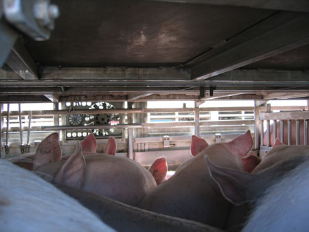 Espaa es el segundo productor de porcino de la UE y el cuarto a nivel mundial