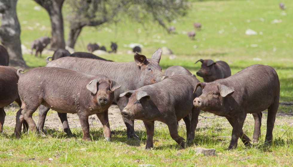 Ejemplares de cerdo ib�rico
