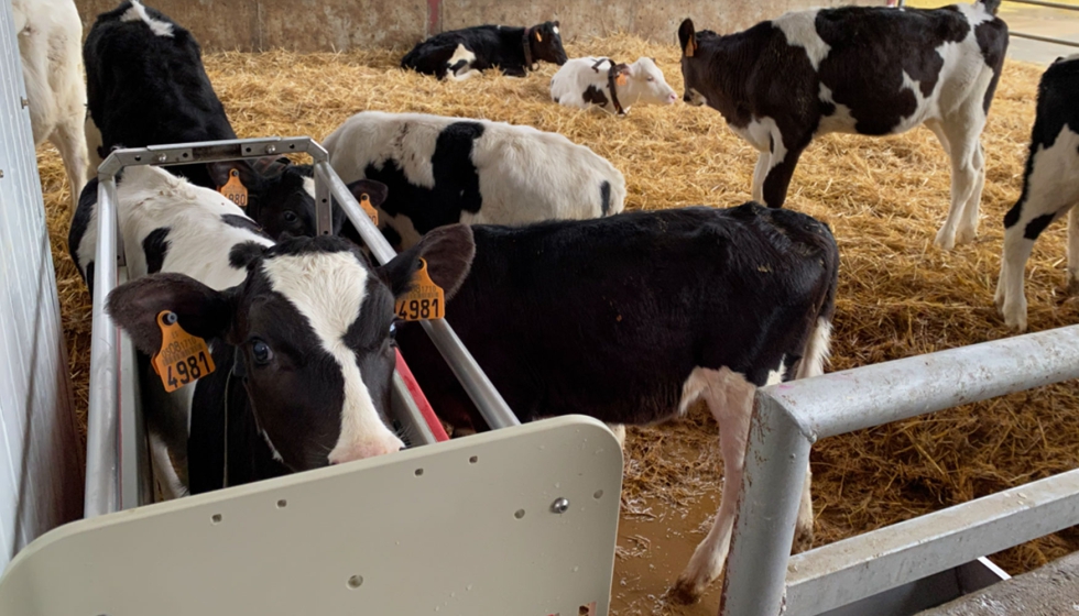 Vacas de aptitud lechera